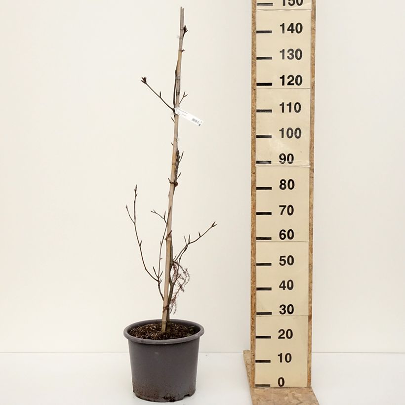 Example of Fagus sylvatica Riversii - Koperbeuk Pot van 12 l/15 l as you get in hiver