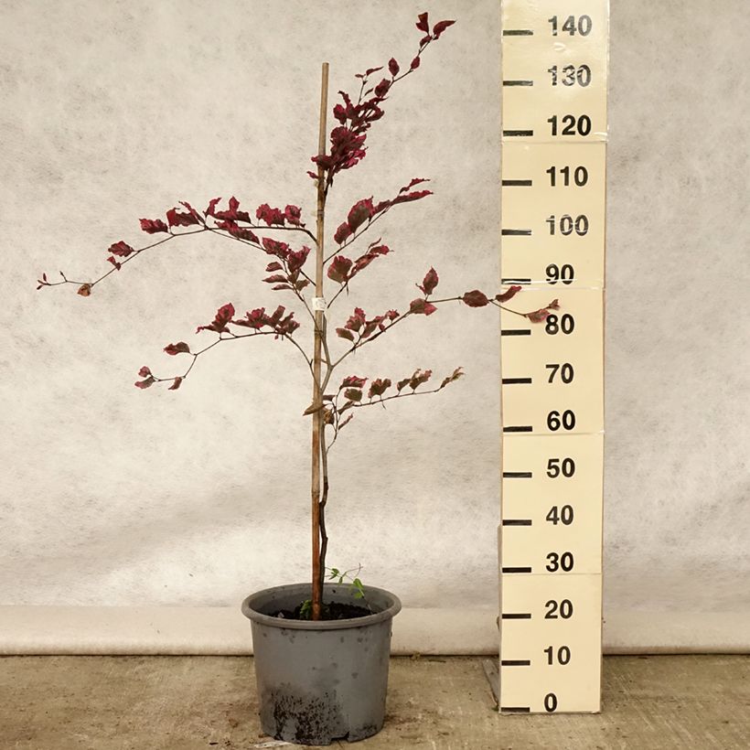 Exemplaar van Fagus sylvatica Purpurea Tricolor - Bonte koperbeuk Pot van 6 l/7 l zoals geleverd in de zomer
