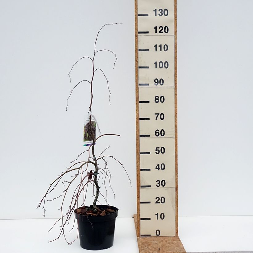 Exemplaar van Fagus sylvatica Purpurea Pendula - Treur-koperbeuk Pot van 7,5 l/10 l zoals geleverd in de herfst
