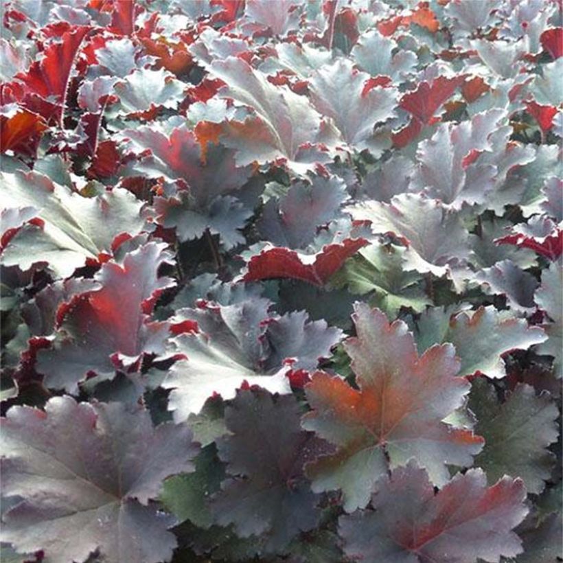 Heuchera Binoche - Purperklokje (Foliage)