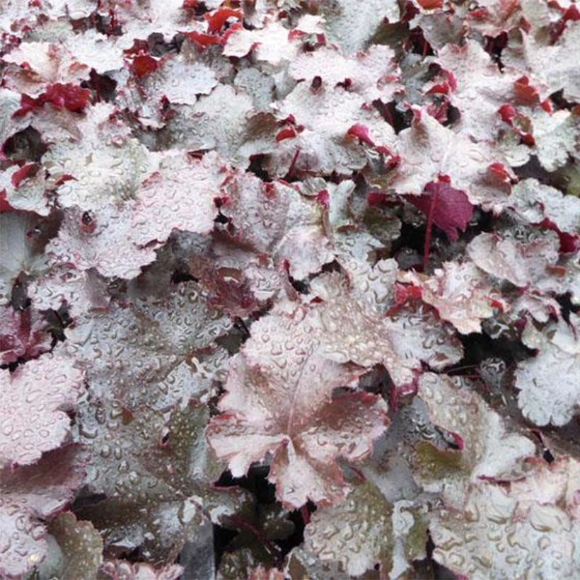 Heuchera Black Beauty - Purperklokje (Foliage)