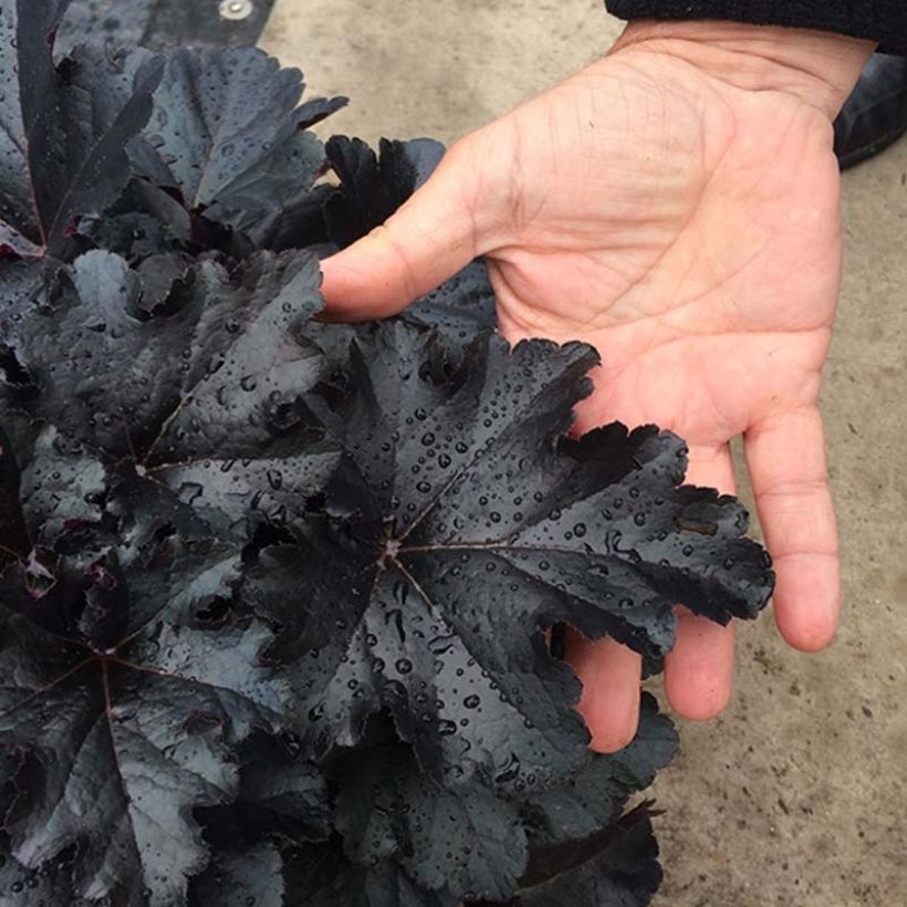 Heuchera Black Pearl - Purperklokje (Foliage)