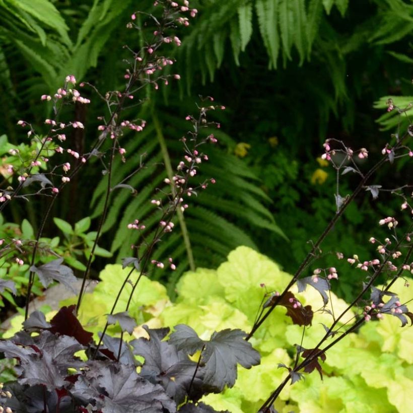 Heuchera Black Pearl - Purperklokje (Flowering)