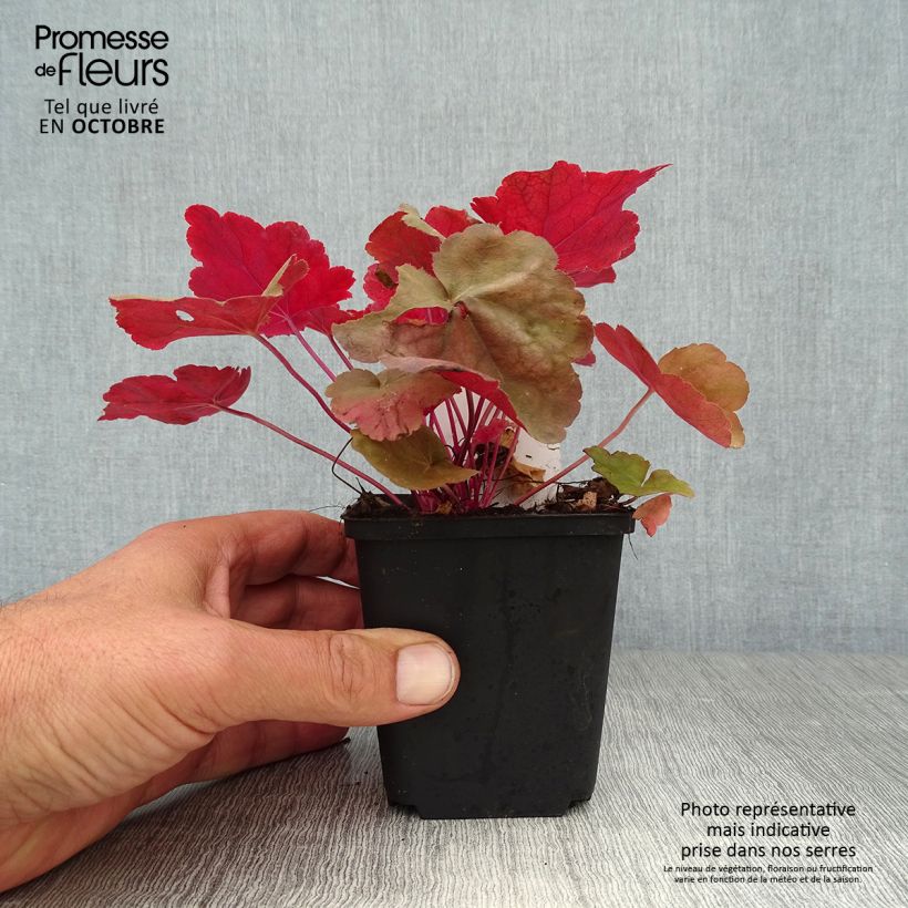 Exemplaar van Heuchera Caribbean Sea - Purperklokje Kweekpotje van 8/9 cm zoals geleverd in de herfst