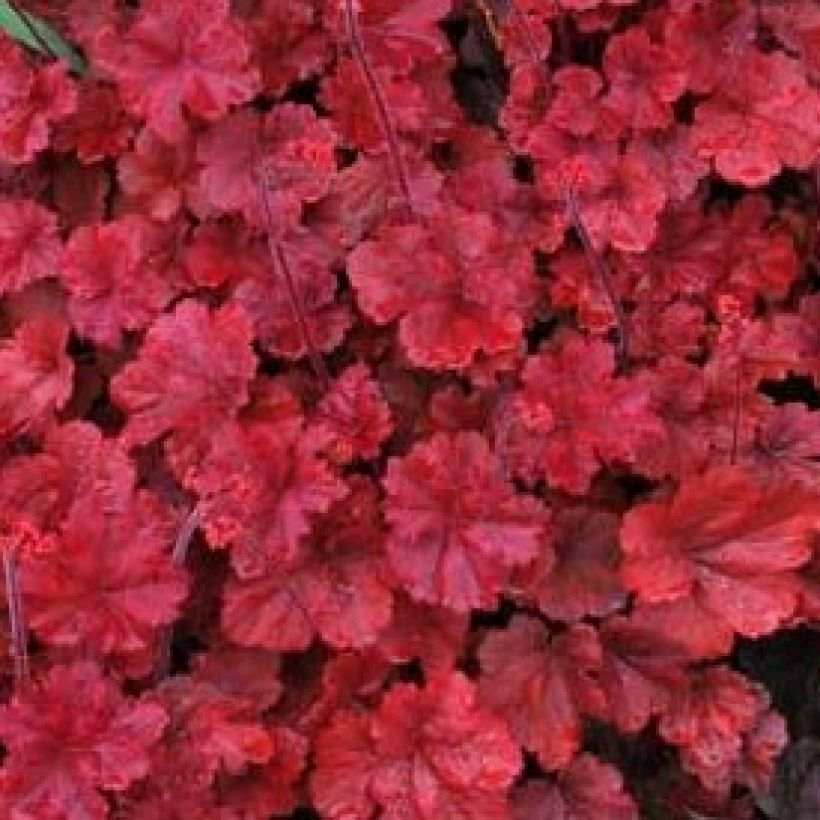 Heuchera Cherry Cola - Purperklokje (Foliage)
