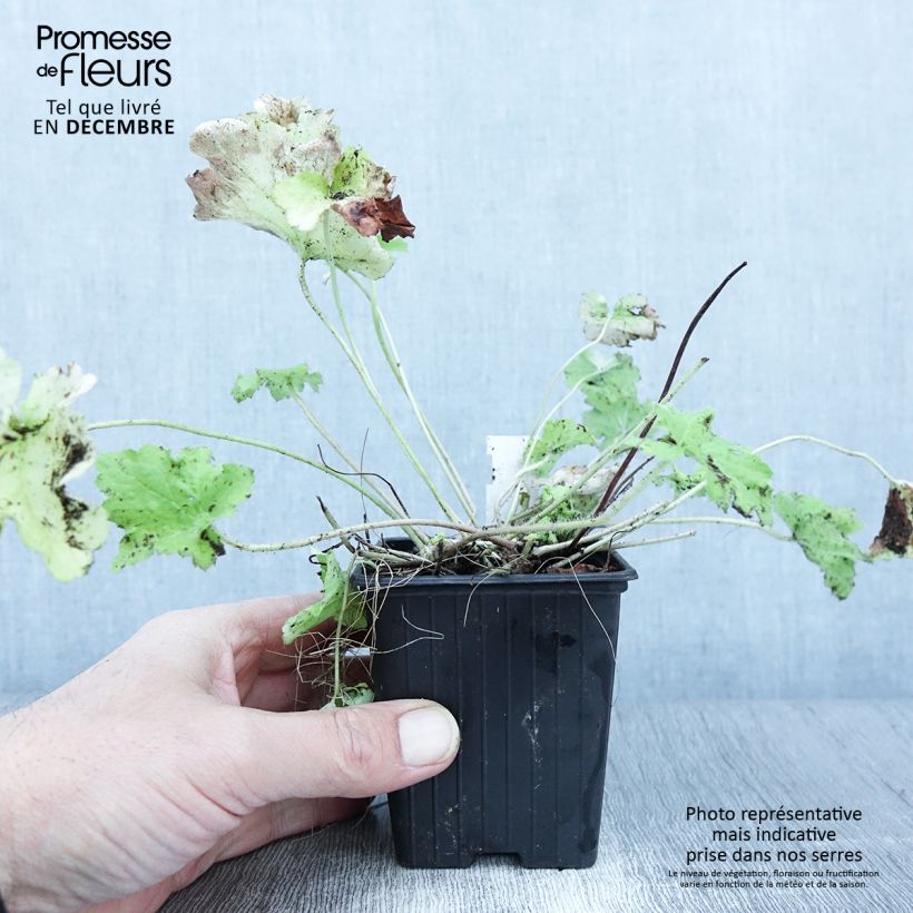 Exemplaar van Heuchera Citronelle - Purperklokje Kweekpotje van 8/9 cm zoals geleverd in de herfst