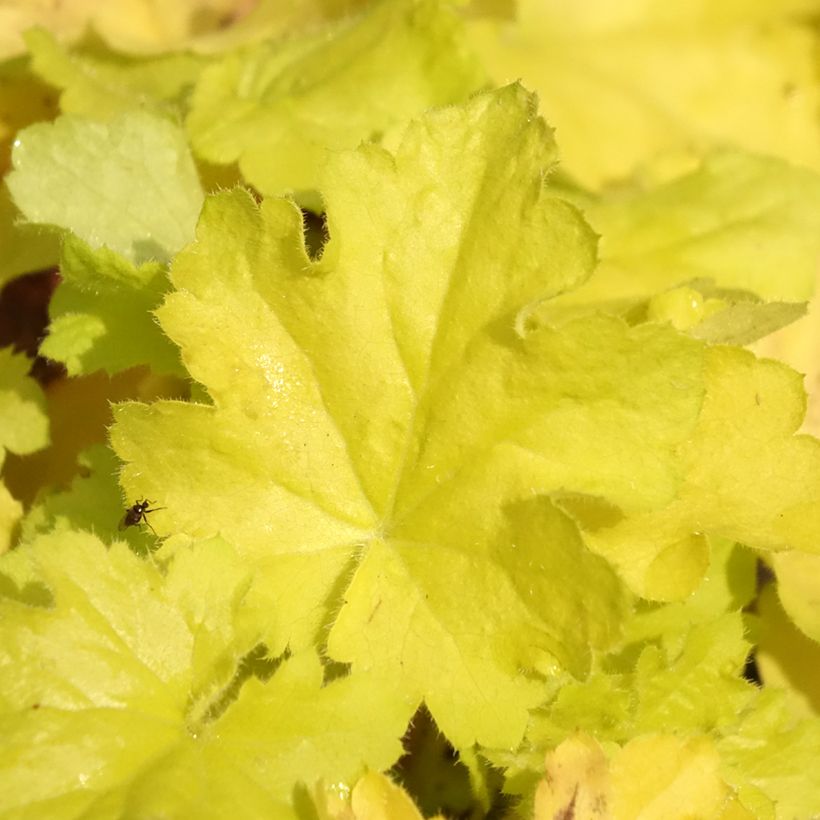 Heuchera Citronelle - Purperklokje (Blad)