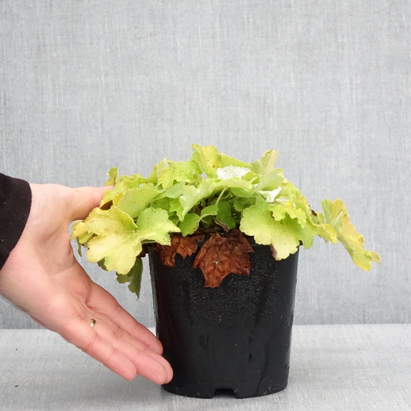Example of Heuchera citronelle Pot van 1,5 l/2 l as you get in hiver