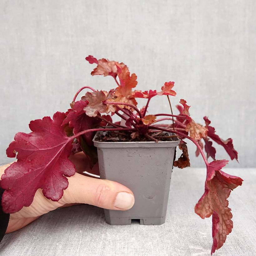 Exemplaar van Heuchera Coral Sea - Purperklokje Kweekpotje van 8/9 cm zoals geleverd in de herfst