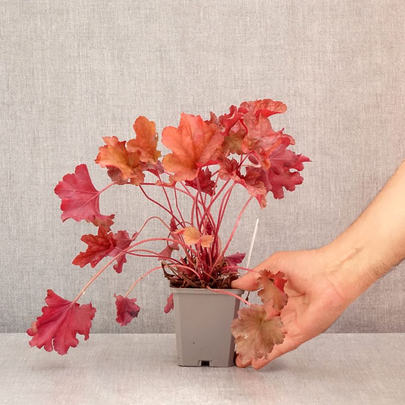 Exemplaar van Heuchera Coral Sea - Purperklokje Kweekpotje van 8/9 cm zoals geleverd in de zomer