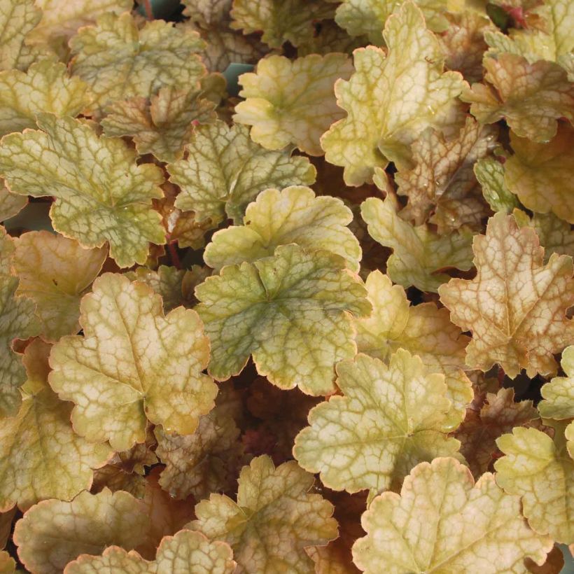 Heuchera Ginger Ale - Purperklokje (Foliage)