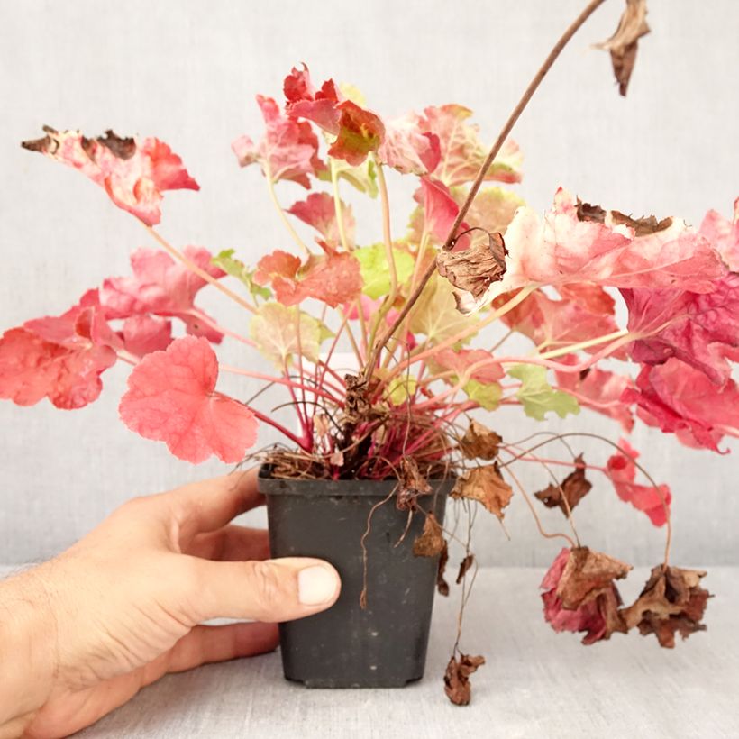 Exemplaar van Heuchera Happy Flames - Purperklokje Kweekpotje van 8/9 cm zoals geleverd in de herfst