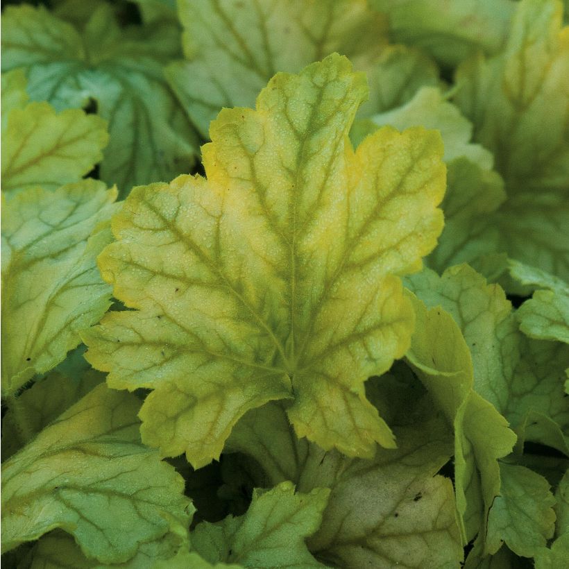 Heuchera Mint Julep - Purperklokje (Blad)