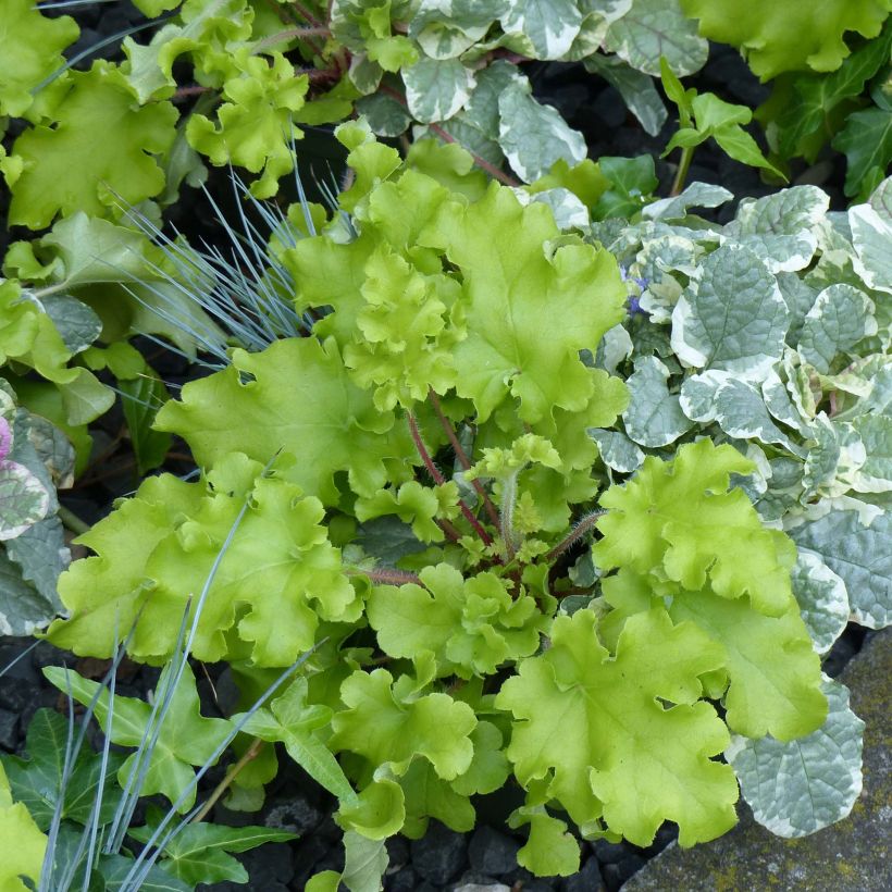 Heuchera Lime Marmalade - Purperklokje (Plant habit)