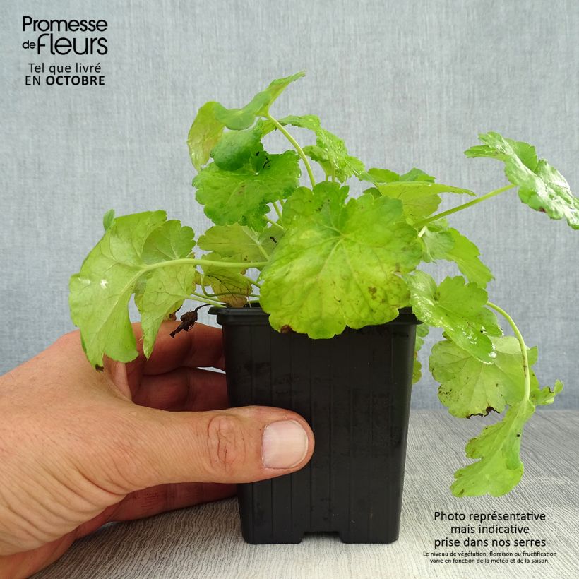 Exemplaar van Heuchera Little Cuties Sweet Tart - Purperklokje Kweekpotje van 8/9 cm zoals geleverd in de herfst