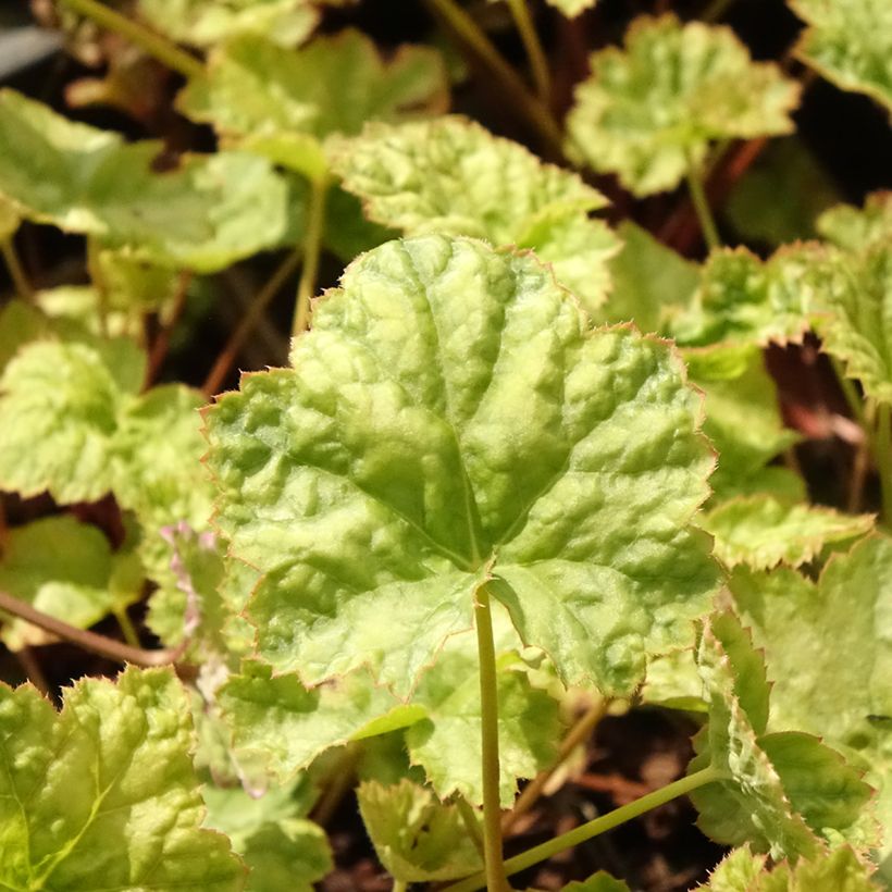 Heuchera Mint Frost - Purperklokje (Blad)