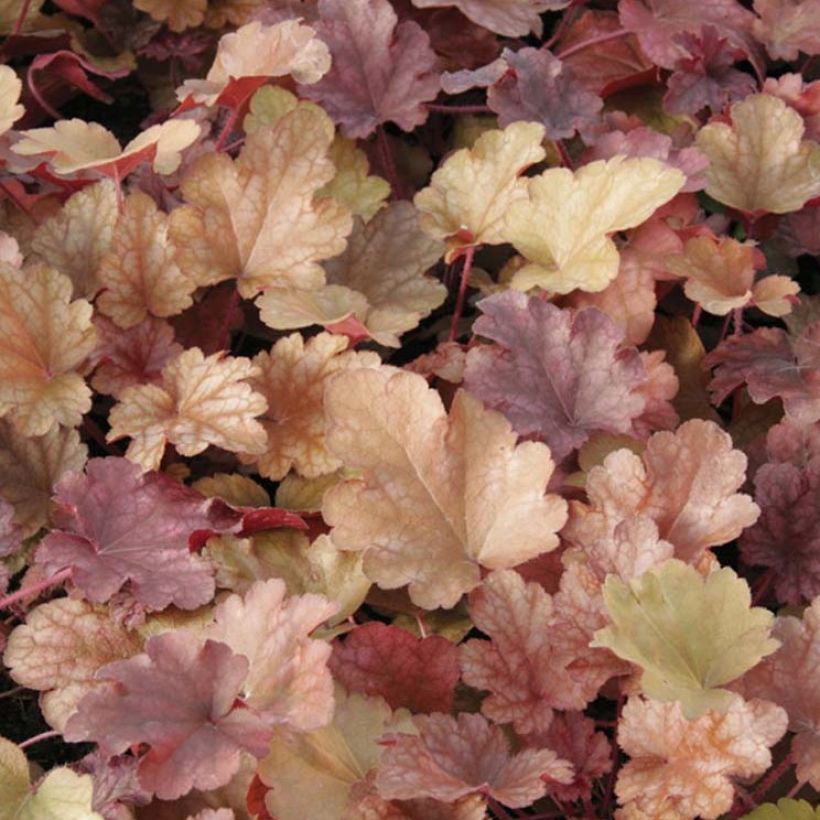 Heuchera Peach flambé - Purperklokje (Foliage)