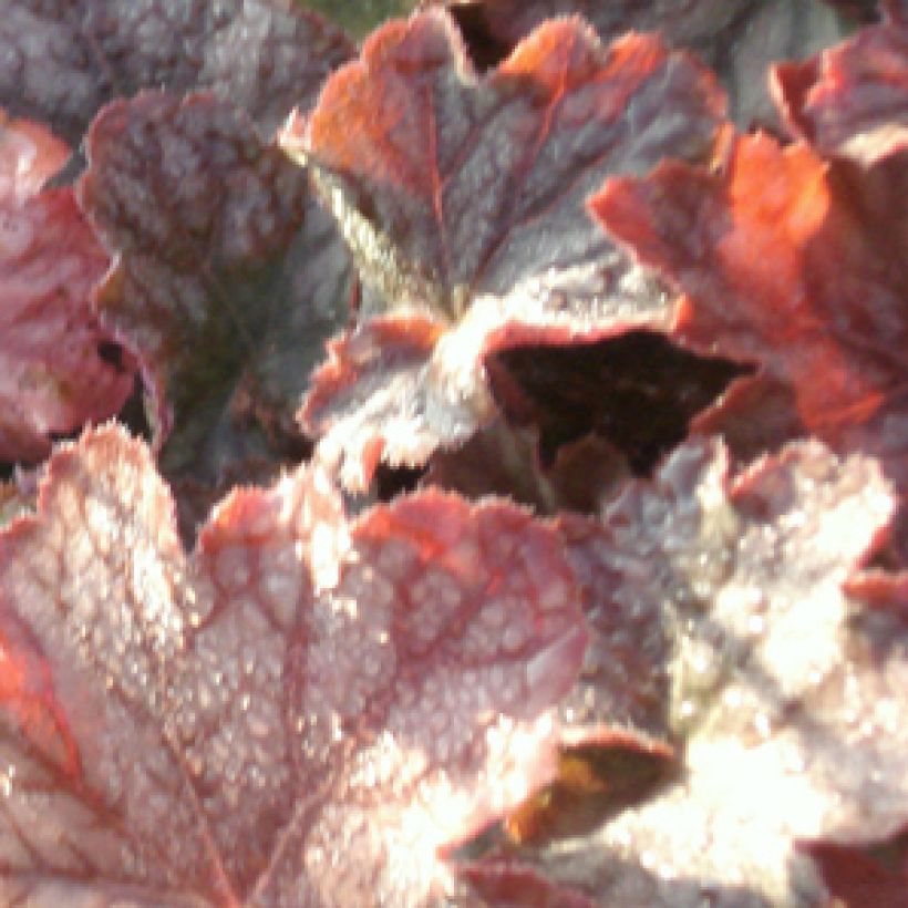 Heuchera Pinot Noir - Purperklokje (Foliage)