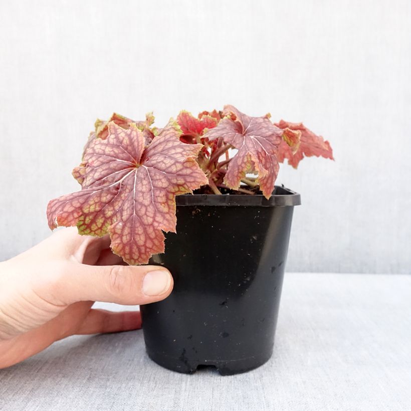 Example of Heuchera Red Lightning - Purperklokje Pot van 1,5 l/2 l as you get in hiver