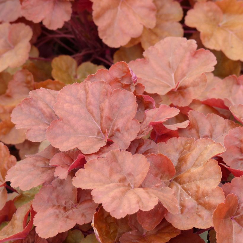 Heuchera Timeless Orange - Purperklokje (Blad)