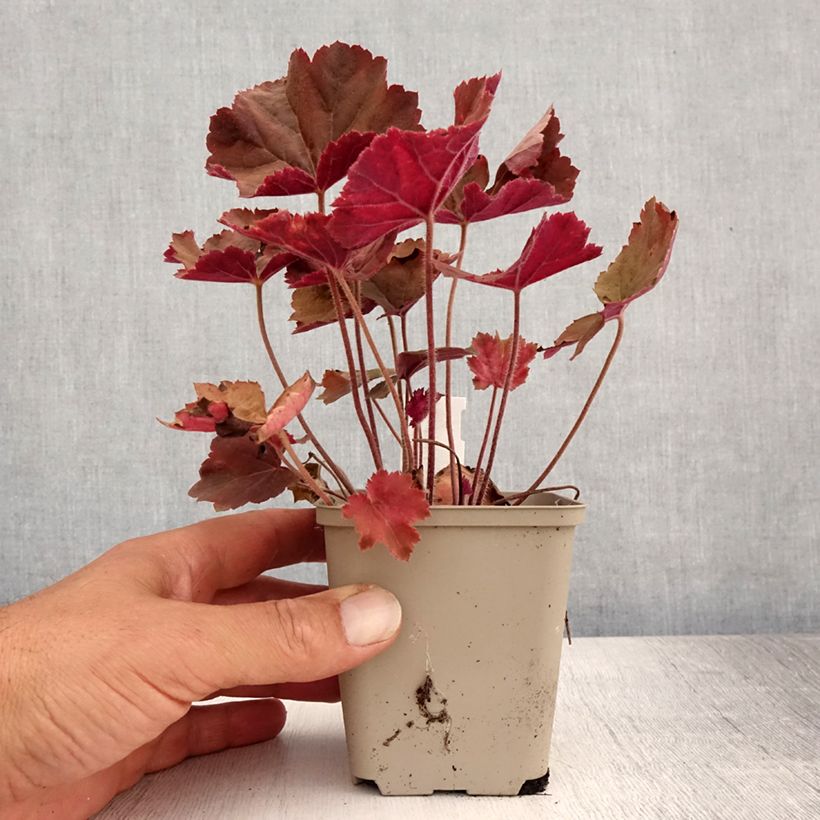 Exemplaar van Heuchera XXL - Purperklokje Kweekpotje van 8/9 cm zoals geleverd in de zomer