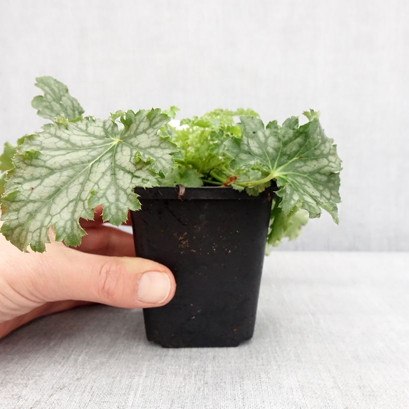 Example of Heuchère Apple Crisp Kweekpotje van 8/9 cm as you get in hiver