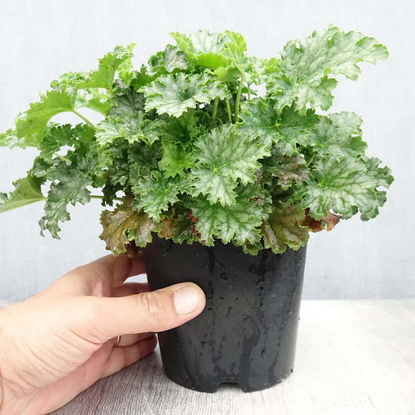 Exemplaar van Heuchera Apple Crisp - Purperklokje Pot van 1 l/1,5 l zoals geleverd in de zomer