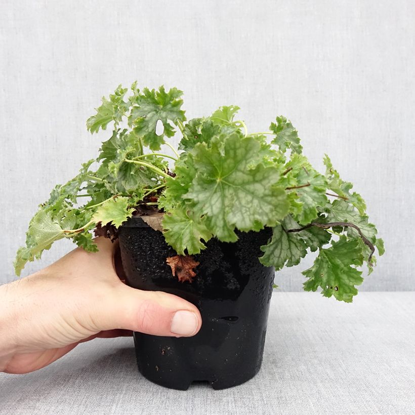 Example of Heuchère Apple Crisp Pot van 1 l/1,5 l as you get in hiver