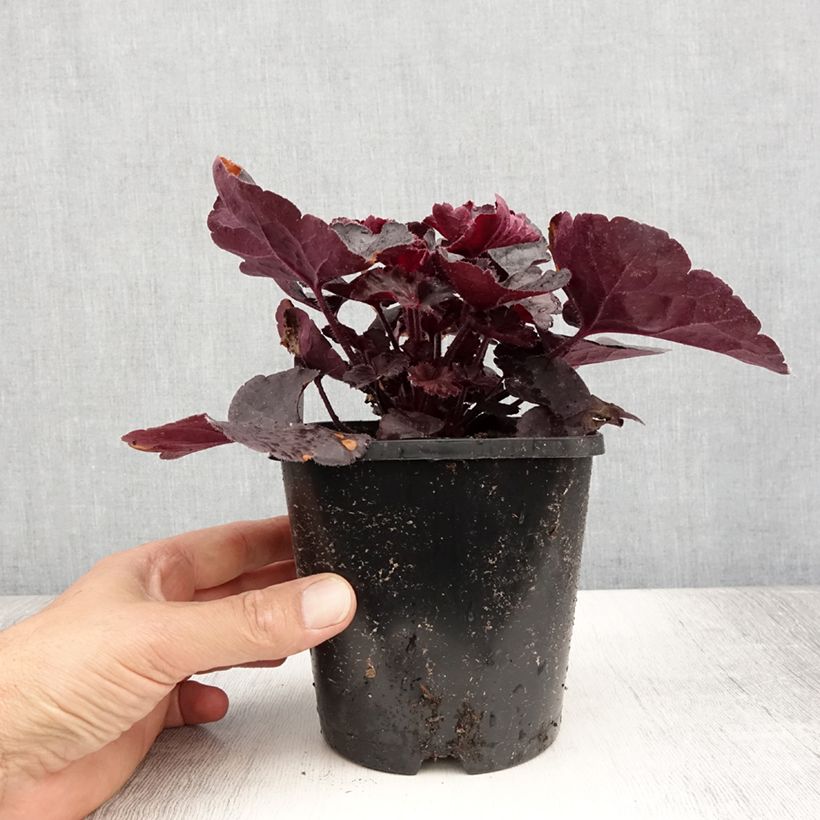 Exemplaar van Heuchera Black Forest Cake - Purperklokje Pot van 1 l/1,5 l zoals geleverd in de zomer