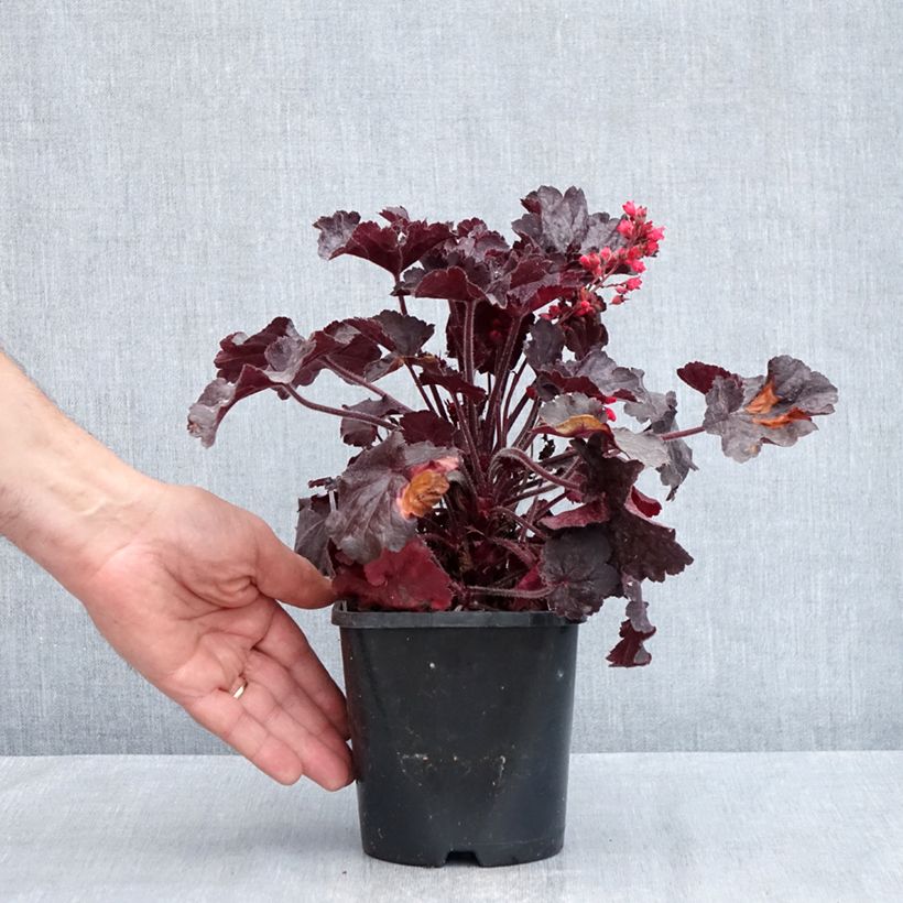 Exemplaar van Heuchera Black Forest Cake - Purperklokje Pot van 1 l/1,5 l zoals geleverd in de lente