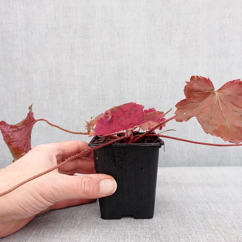 Example of Heuchera Bloody Dinosaur - Purperklokje Kweekpotje van 8/9 cm as you get in hiver