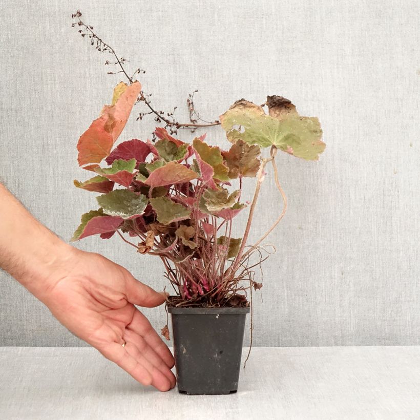 Exemplaar van Heuchera Brownies - Purperklokje Kweekpotje van 8/9 cm zoals geleverd in de herfst