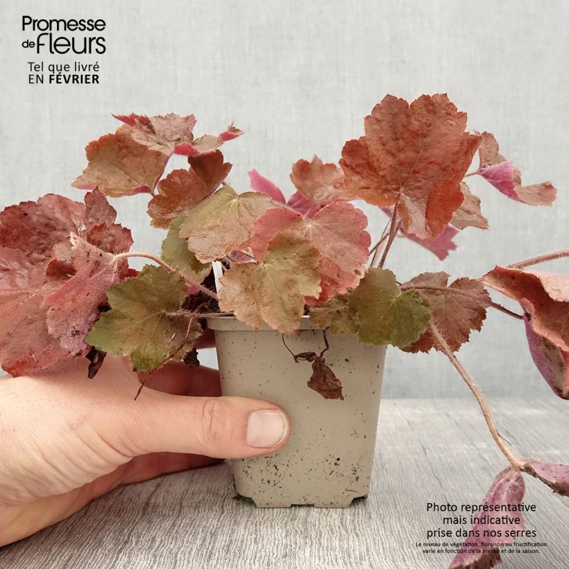 Example of Heuchera Brownies - Purperklokje Kweekpotje van 8/9 cm as you get in hiver