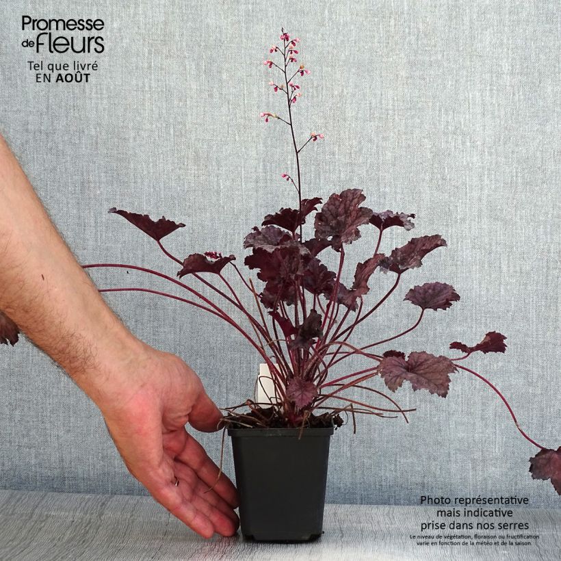 Exemplaar van Heuchera Frosted Violet - Purperklokje Kweekpotje van 8/9 cm zoals geleverd in de zomer