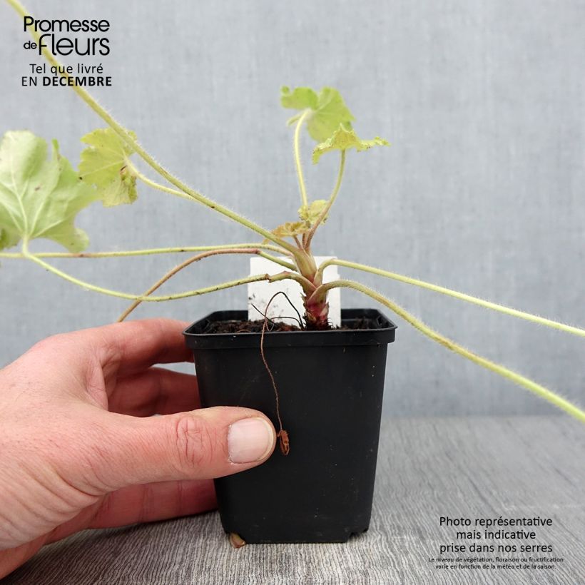 Exemplaar van Heuchera Guacamole - Purperklokje Kweekpotje van 8/9 cm zoals geleverd in de herfst