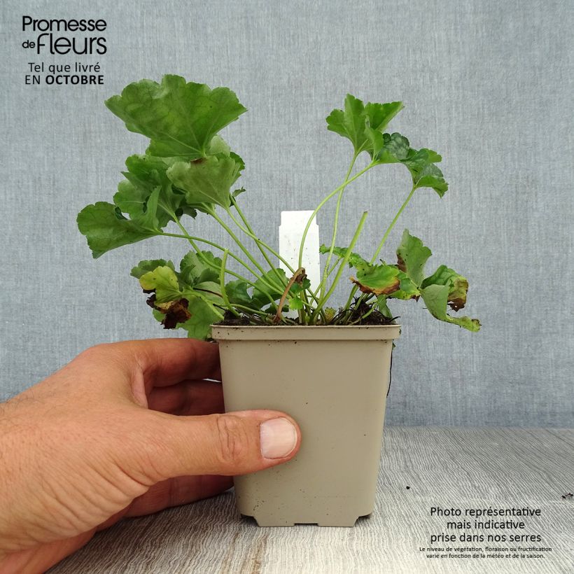Exemplaar van Heuchera americana Birkin - Purperklokje Kweekpotje van 8/9 cm zoals geleverd in de herfst