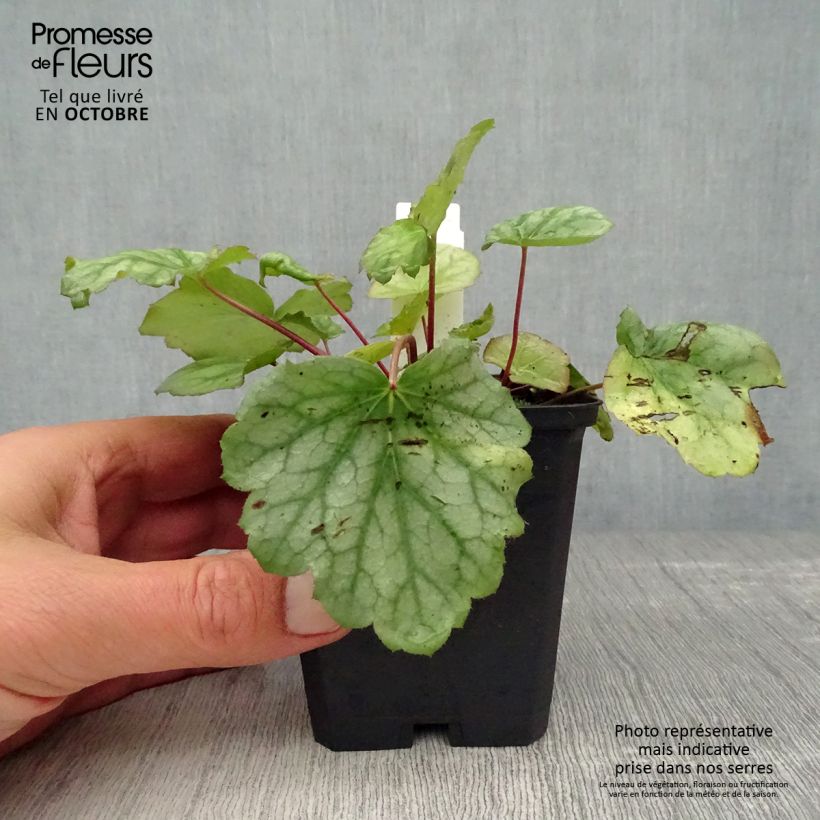 Exemplaar van Heuchera americana Dales Strain - Purperklokje Kweekpotje van 8/9 cm zoals geleverd in de herfst