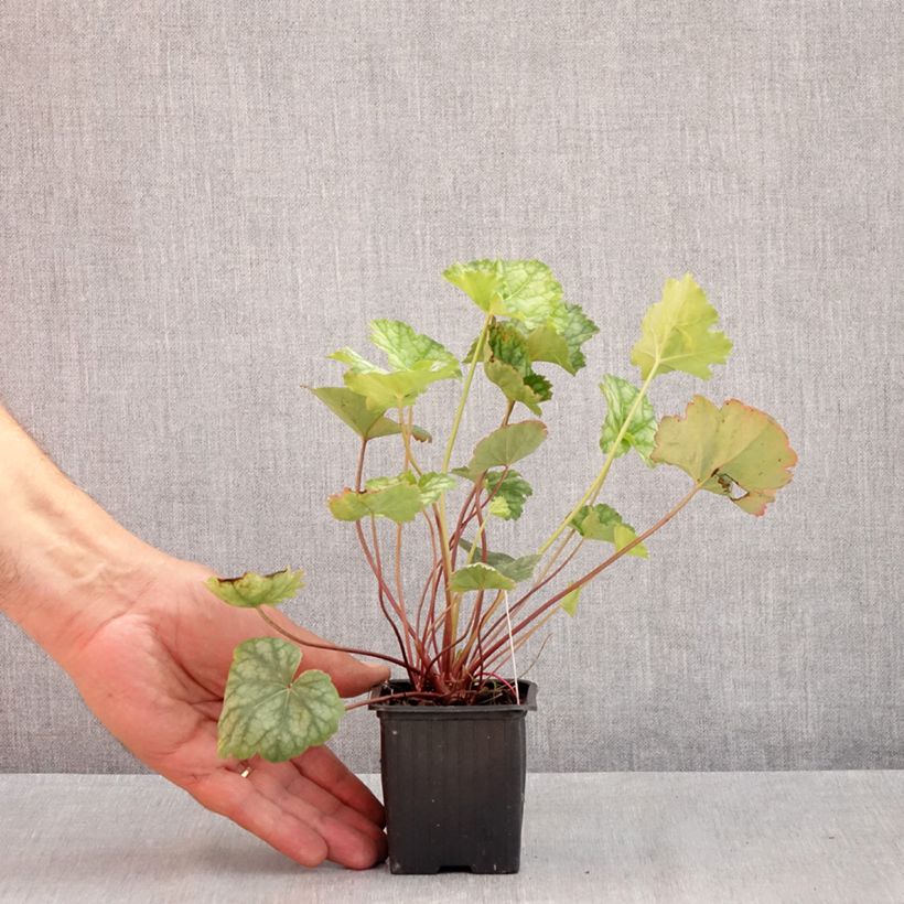 Exemplaar van Heuchera americana Dales Strain - Purperklokje Kweekpotje van 8/9 cm zoals geleverd in de zomer