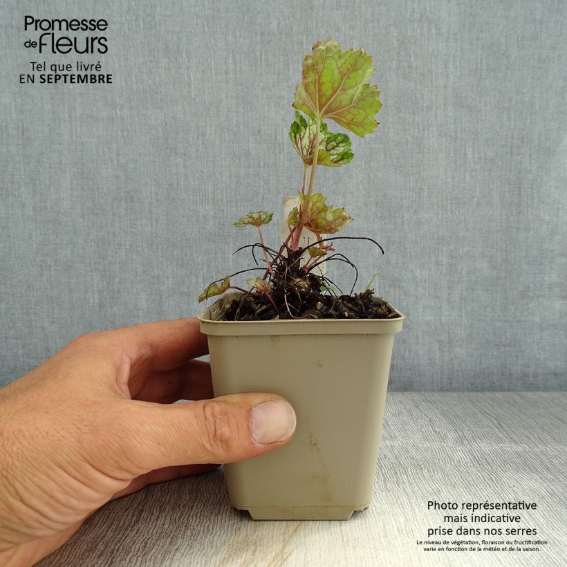 Exemplaar van Heuchera Beauty Color - Purperklokje Kweekpotje van 8/9 cm zoals geleverd in de zomer
