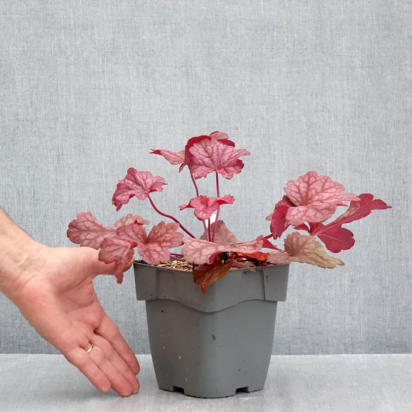 Exemplaar van Heuchera Berry Smoothie - Purperklokje Pot van 1,5 l/2 l zoals geleverd in de herfst