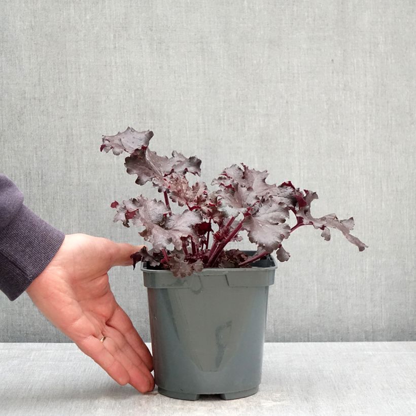 Exemplaar van Heuchera Black Pearl - Purperklokje Pot van 2 l/3 l zoals geleverd in de lente