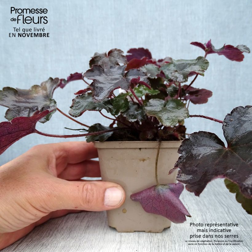 Exemplaar van Heuchera Blackout - Purperklokje Kweekpotje van 8/9 cm zoals geleverd in de herfst