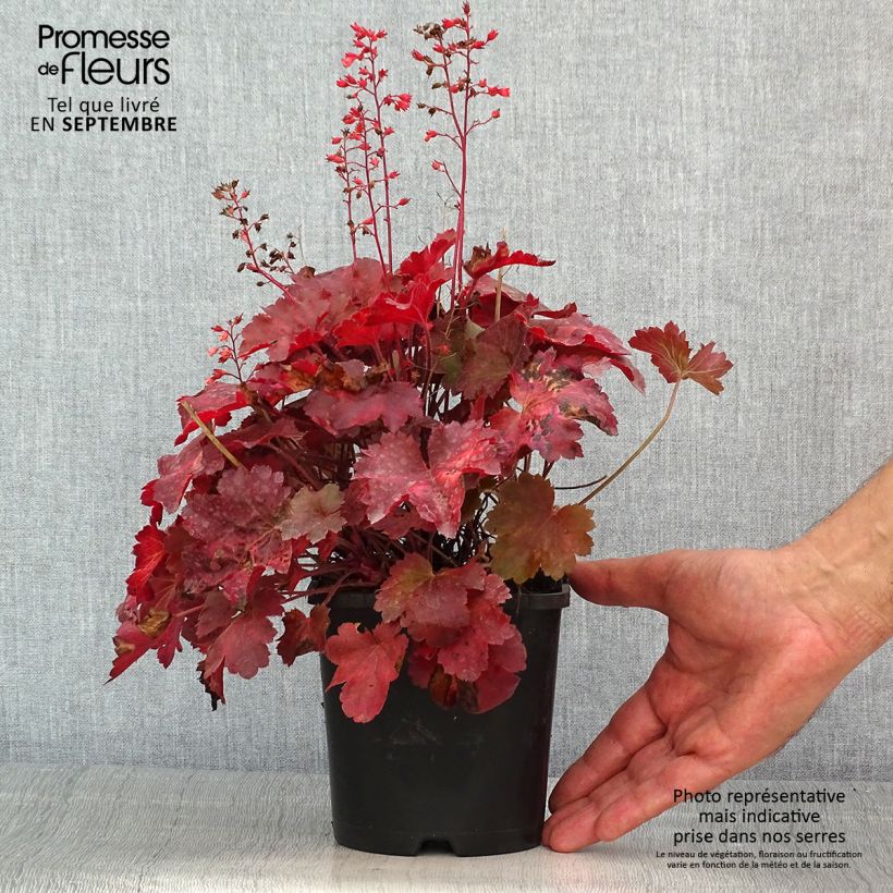 Exemplaar van Heuchera Cherry Cola - Purperklokje Pot van 1,5 l/2 l zoals geleverd in de zomer