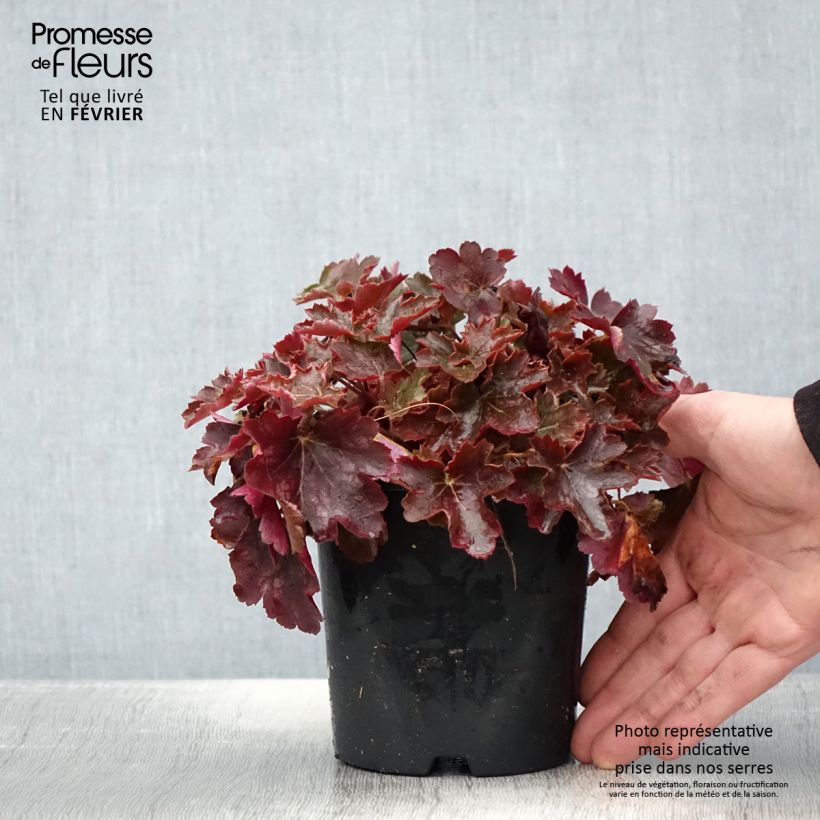 Example of Heuchère - Heuchera Cherry Cola Pot van 1,5 l/2 l as you get in hiver