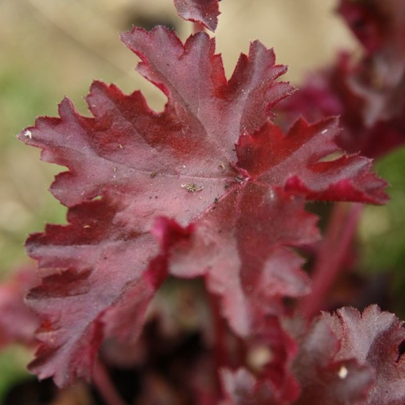 Heuchera Chocolate Ruffle - Purperklokje (Foliage)