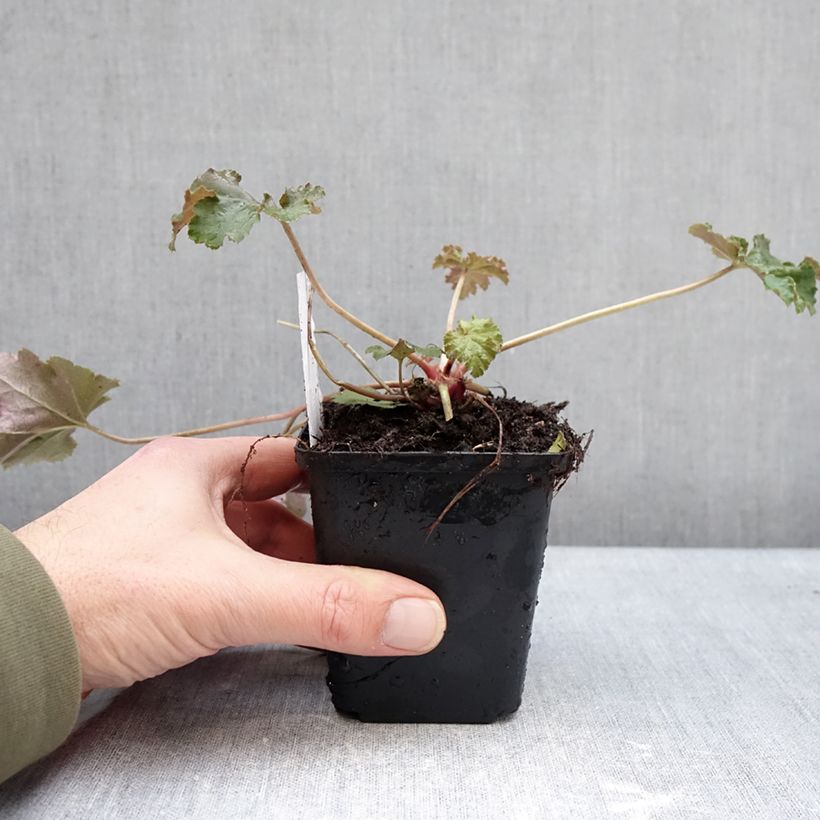 Example of Heuchère, Heuchera Chocolate Ruffle Kweekpotje van 8/9 cm as you get in hiver