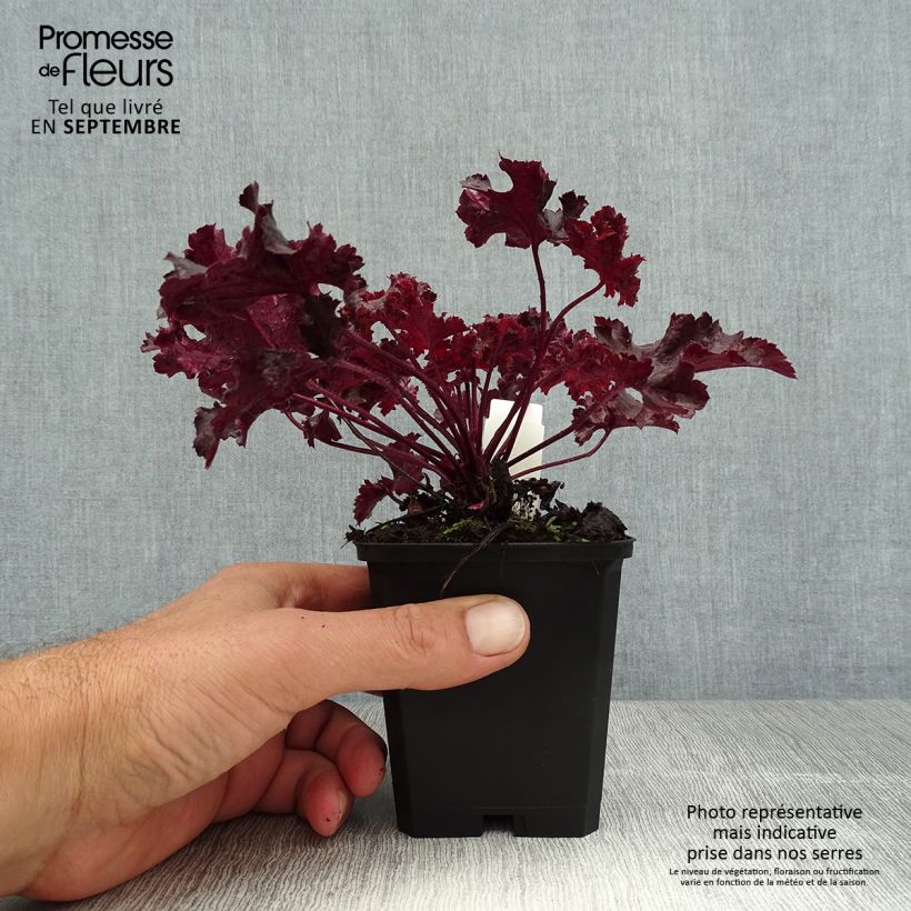 Exemplaar van Heuchera Chocolate Ruffle - Purperklokje Kweekpotje van 8/9 cm zoals geleverd in de zomer