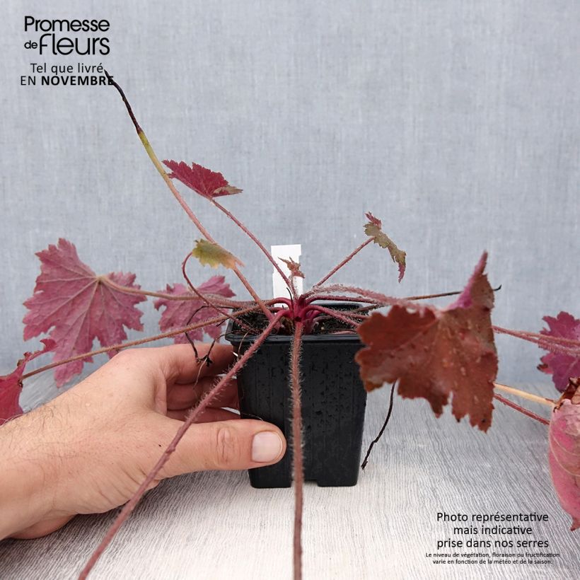 Exemplaar van Heuchera Copper Dinosaur - Purperklokje Kweekpotje van 8/9 cm zoals geleverd in de herfst