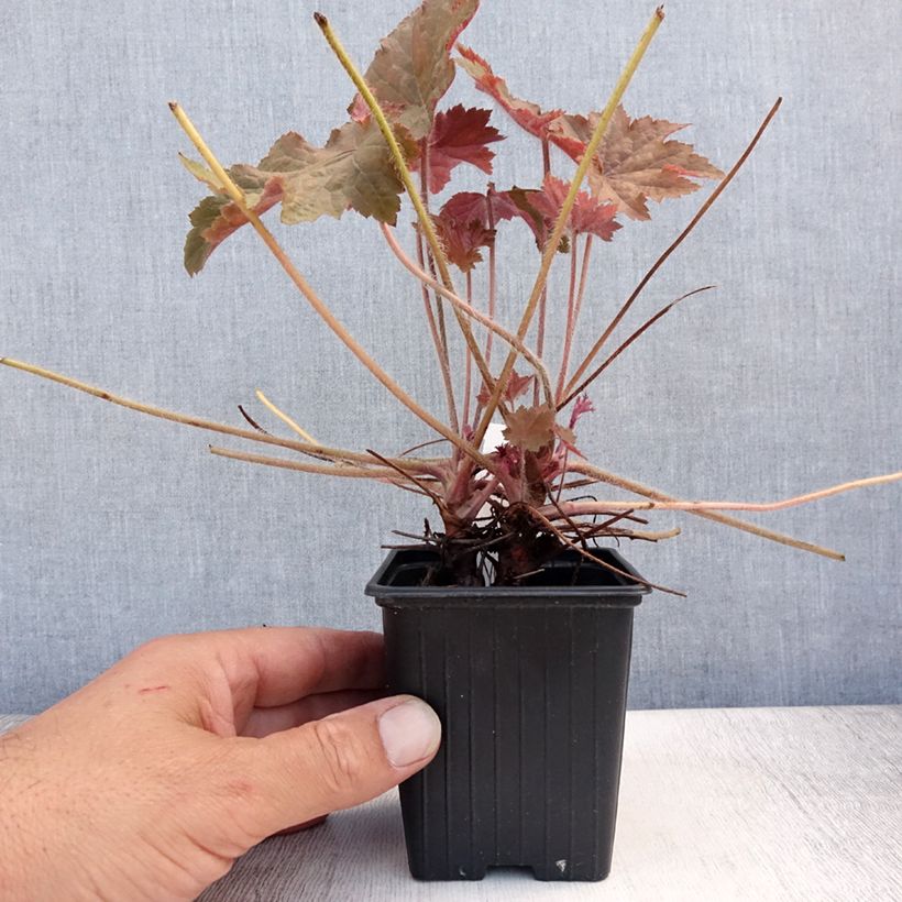 Exemplaar van Heuchera Copper Dinosaur - Purperklokje Kweekpotje van 8/9 cm zoals geleverd in de zomer
