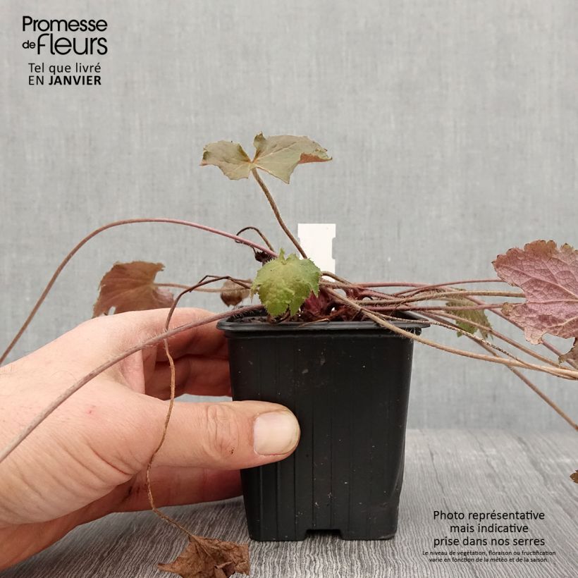 Example of Heuchera Copper Dinosaur - Purperklokje Kweekpotje van 8/9 cm as you get in hiver